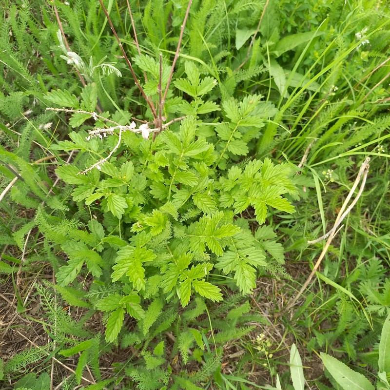 Agrimonia eupatoria subsp. asiatica photo 2