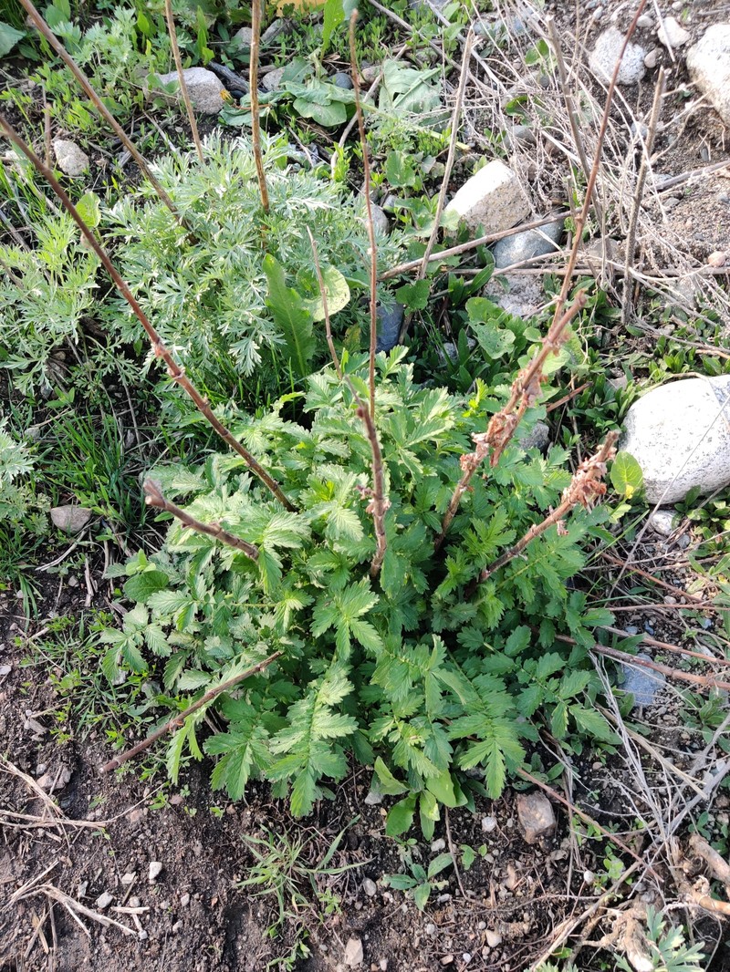 Agrimonia eupatoria subsp. asiatica photo 3