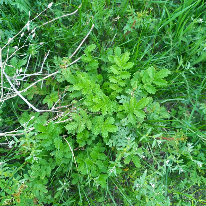 Agrimonia eupatoria subsp. asiatica photo 4