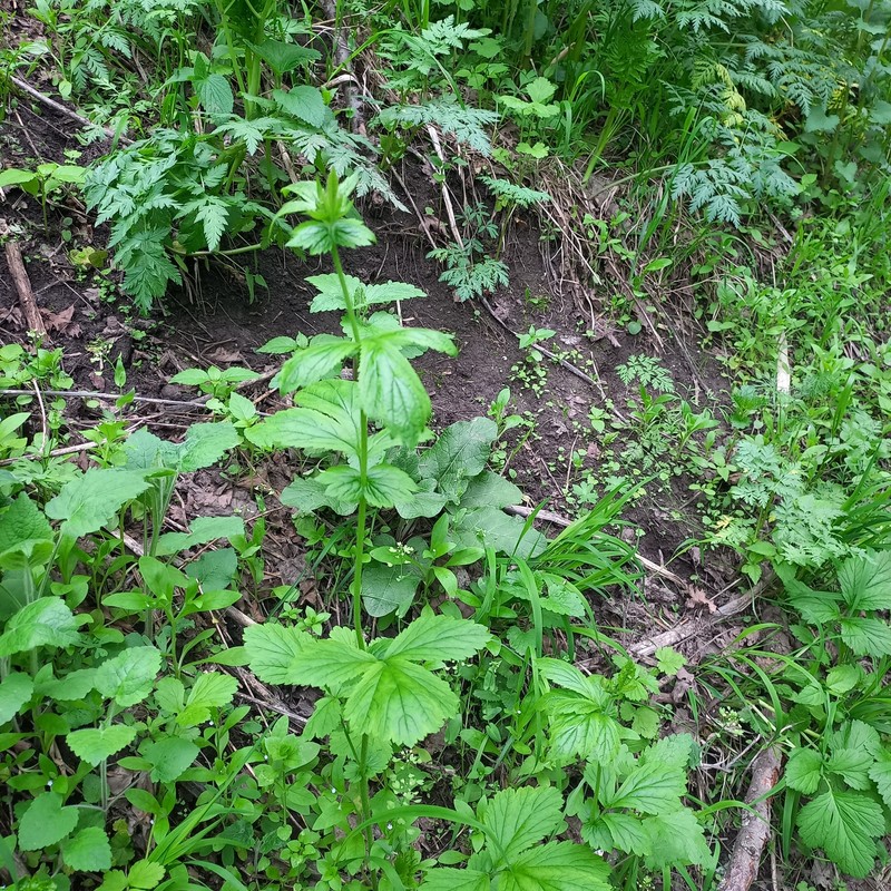 Agrimonia eupatoria subsp. asiatica photo 5