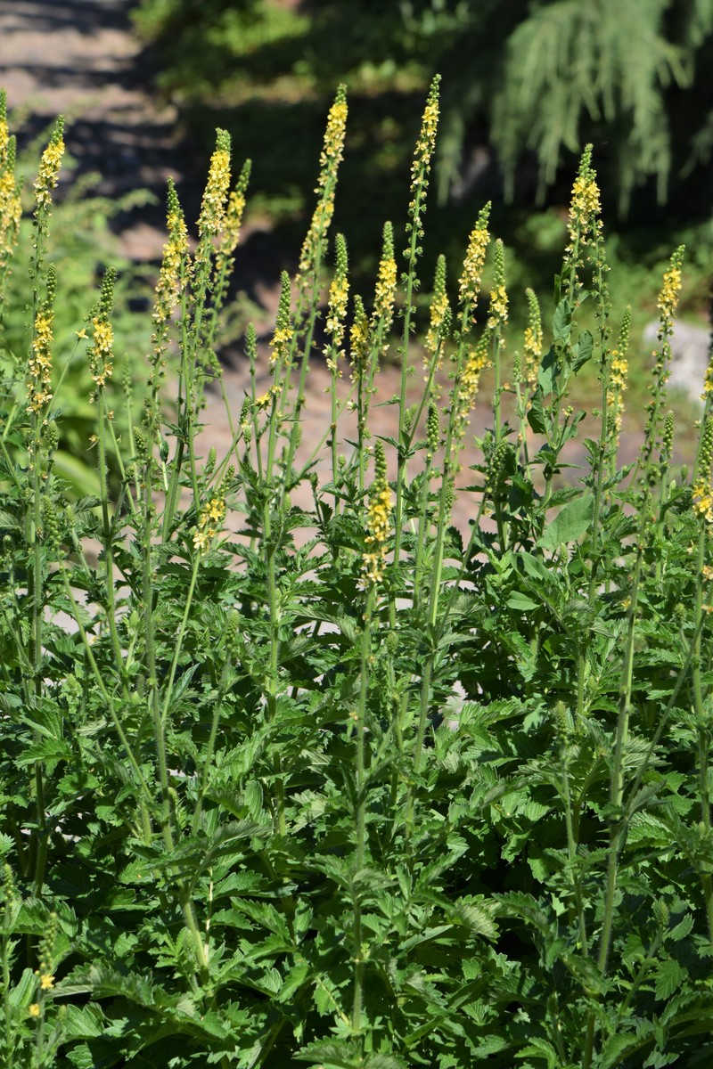 Agrimonia eupatoria subsp. asiatica
