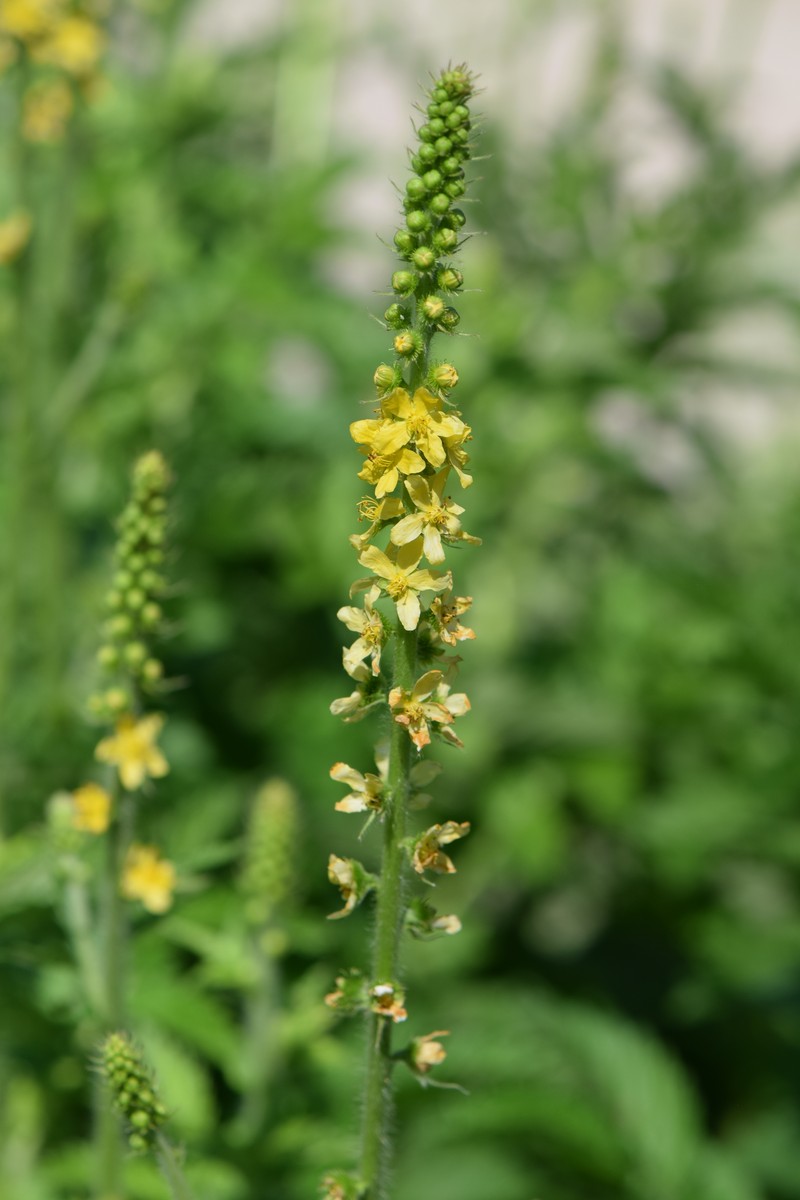 Agrimonia eupatoria subsp. asiatica photo 6