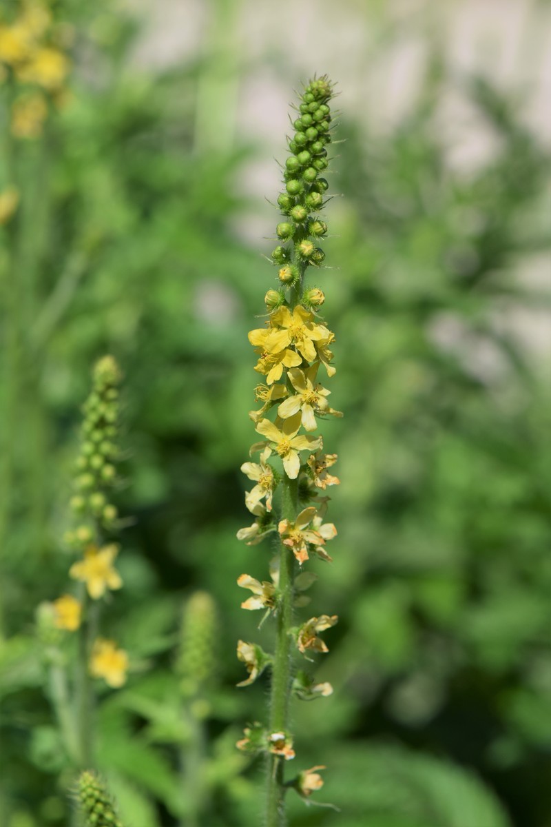Agrimonia eupatoria subsp. asiatica photo 7