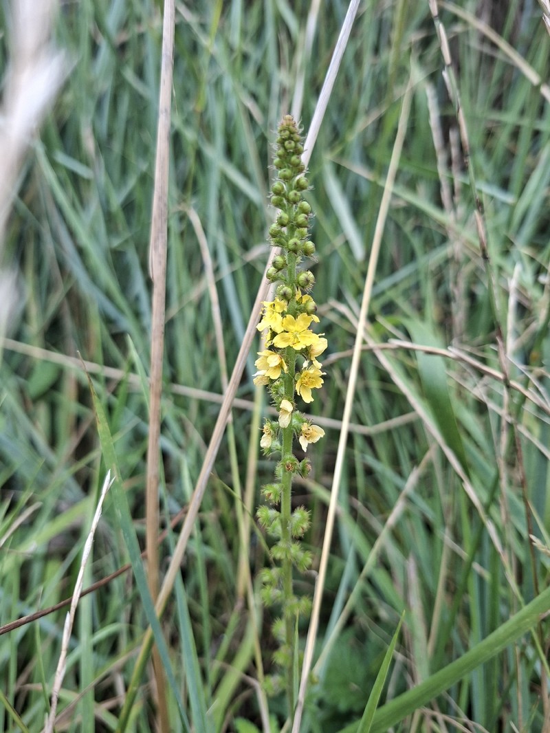 Agrimonia eupatoria subsp. eupatoria