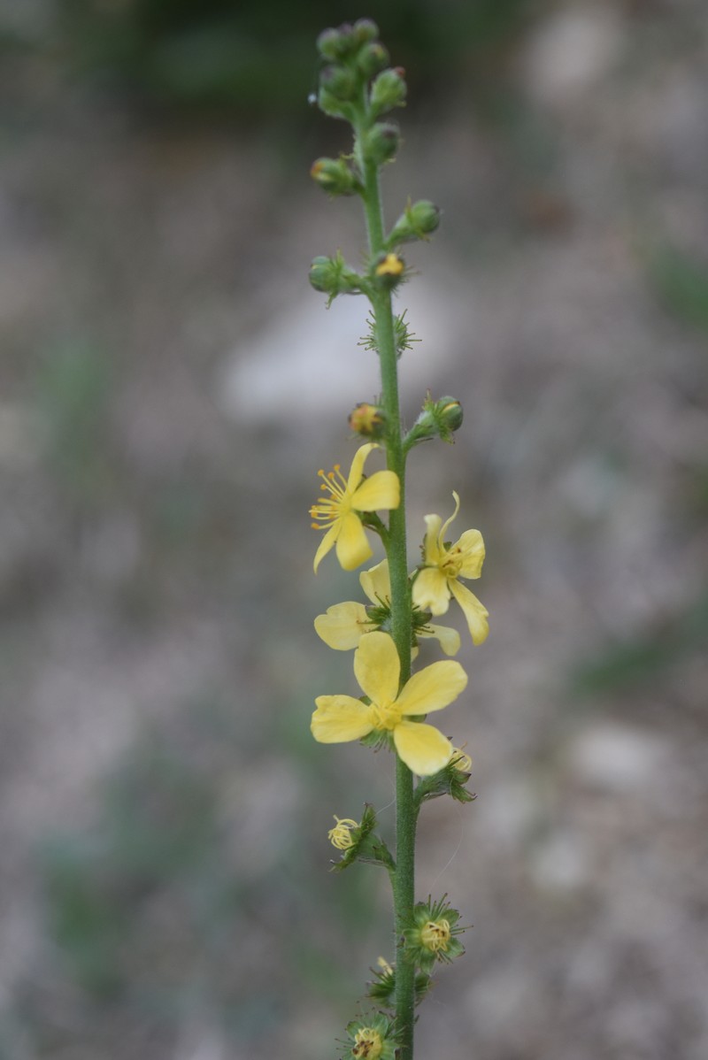 Agrimonia eupatoria subsp. eupatoria photo 2