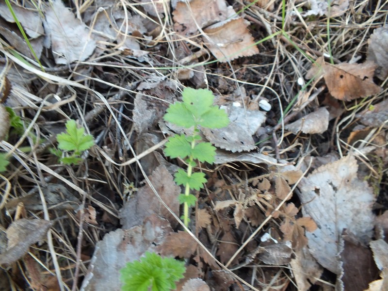 Agrimonia eupatoria subsp. eupatoria photo 3