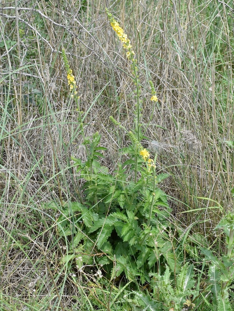 Agrimonia eupatoria subsp. grandis photo 2