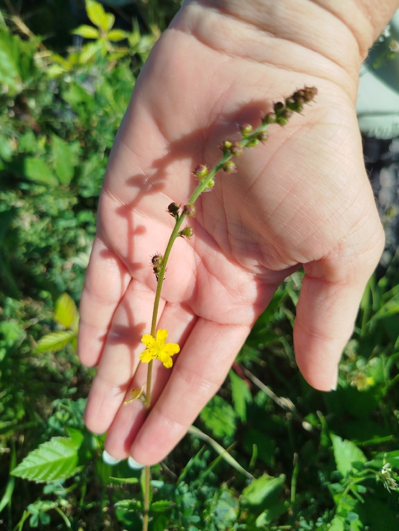 Agrimonia eupatoria subsp. grandis photo 3