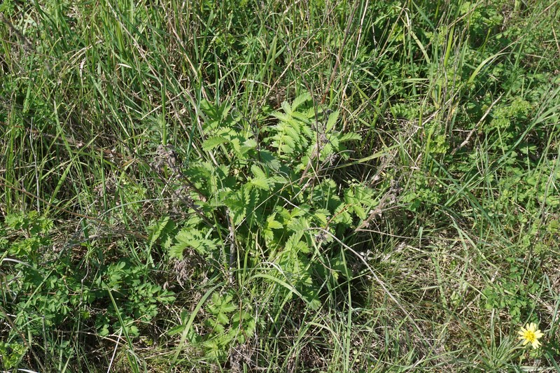 Agrimonia eupatoria subsp. grandis photo 4