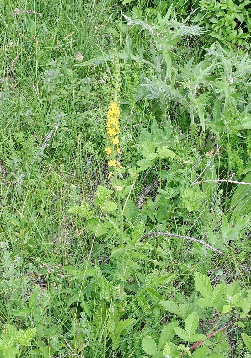 Agrimonia eupatoria subsp. grandis photo 5
