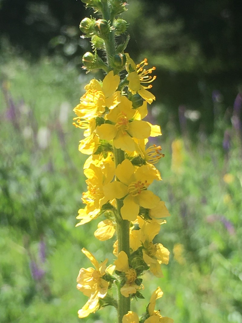 Agrimonia eupatoria subsp. grandis