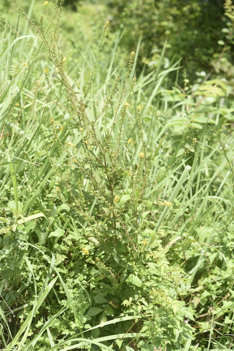 Agrimonia gorovoii