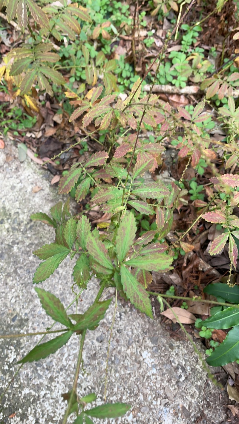 Agrimonia granulosa photo 2