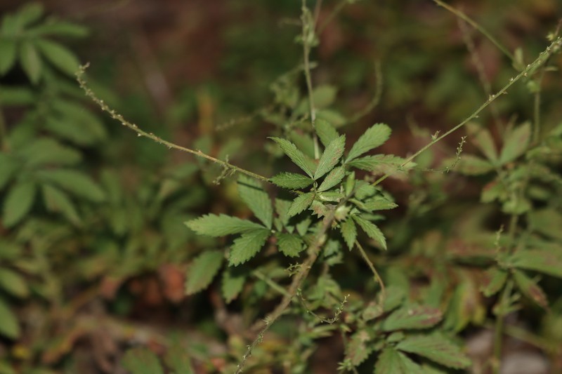 Agrimonia granulosa photo 3