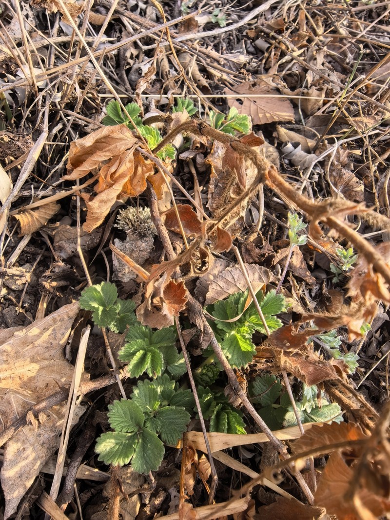 Agrimonia granulosa photo 4