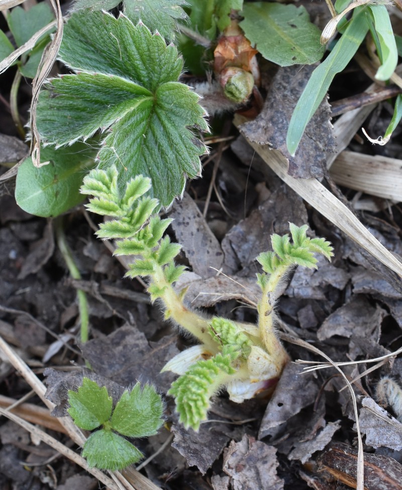 Agrimonia granulosa photo 5