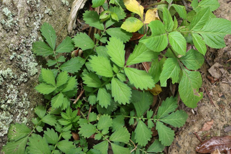 Agrimonia granulosa photo 6