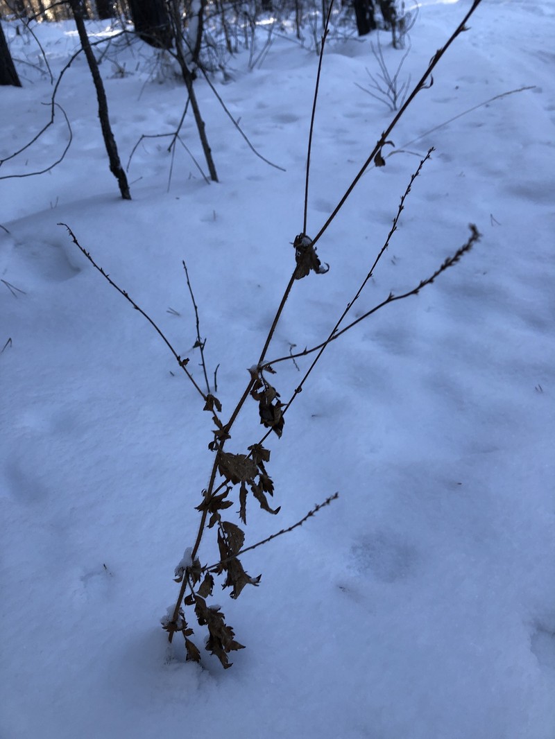 Agrimonia granulosa photo 7