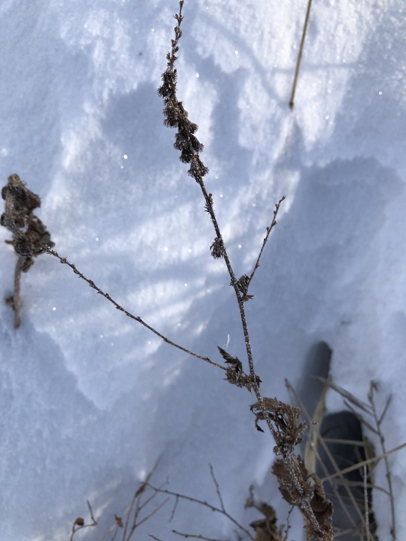 Agrimonia granulosa photo 8