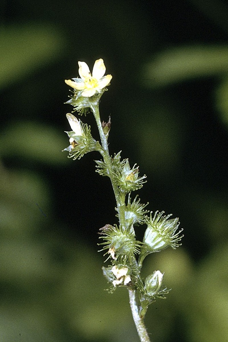 Tall Hairy Agrimony