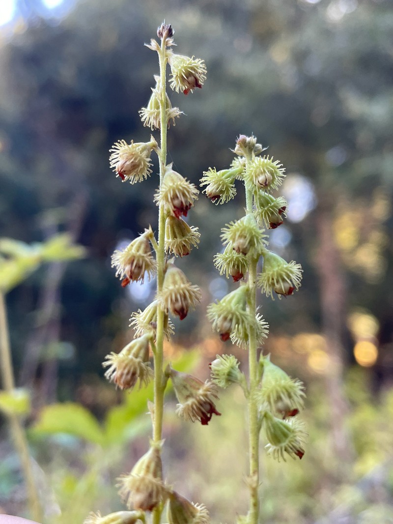 Tall Hairy Agrimony photo 2