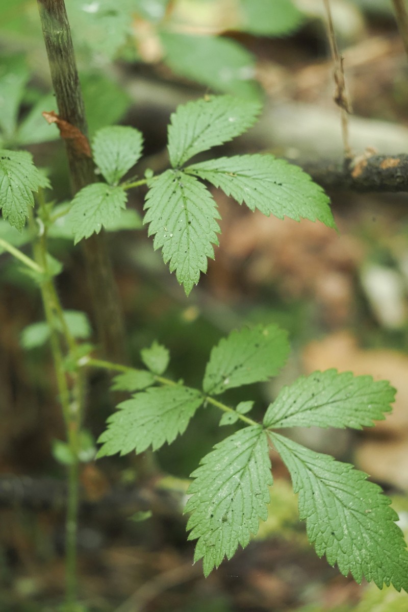 Tall Hairy Agrimony photo 3