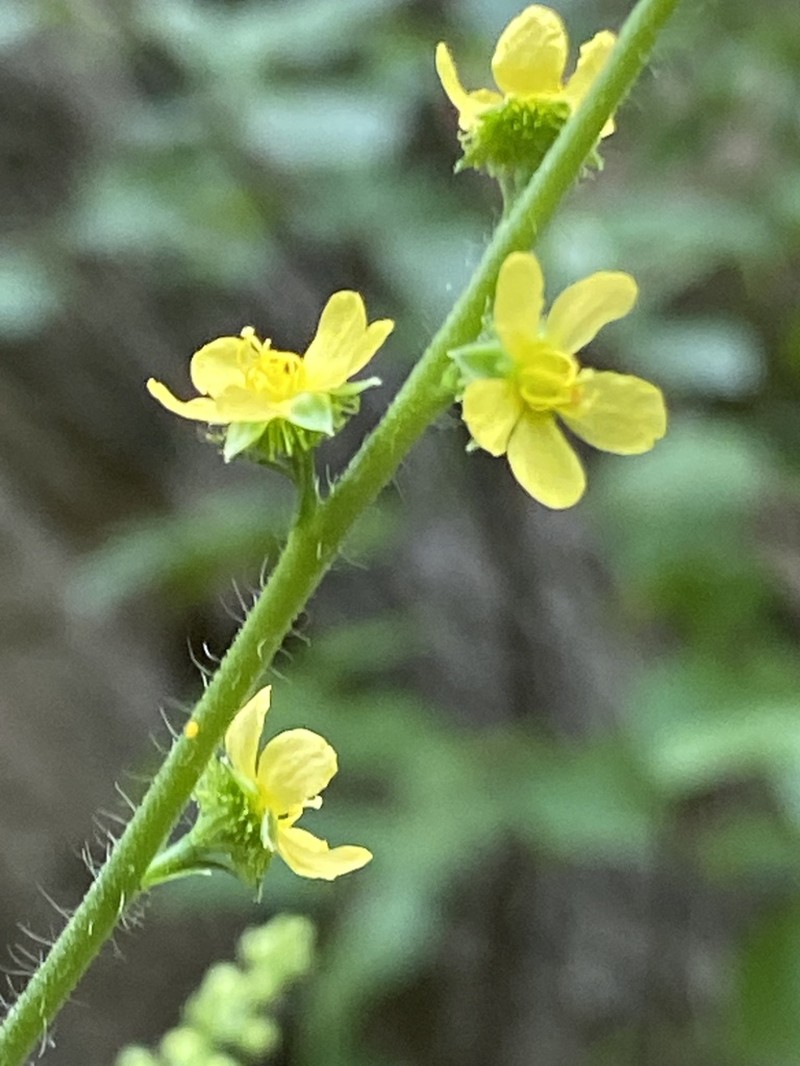 Tall Hairy Agrimony photo 4