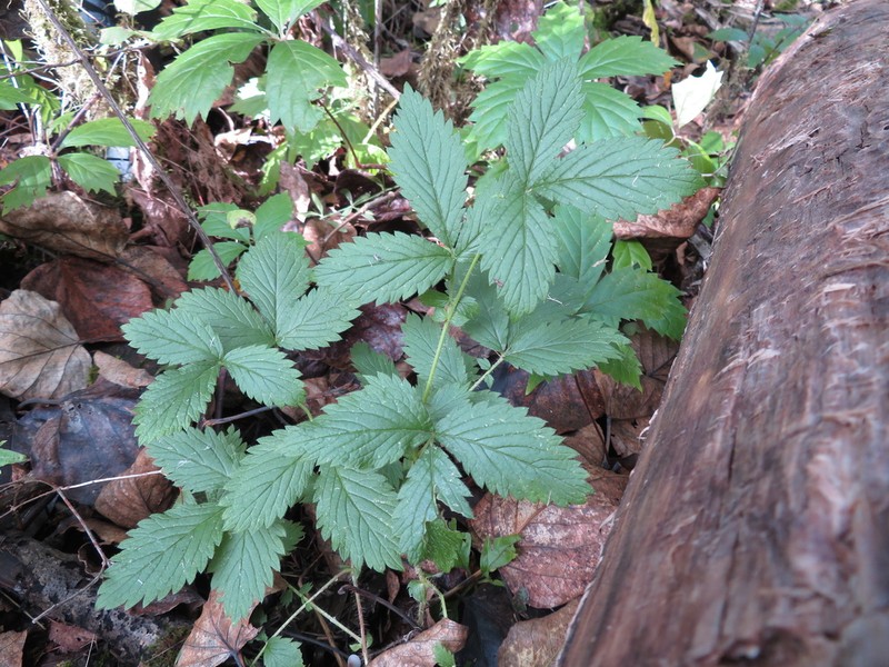 Tall Hairy Agrimony photo 5