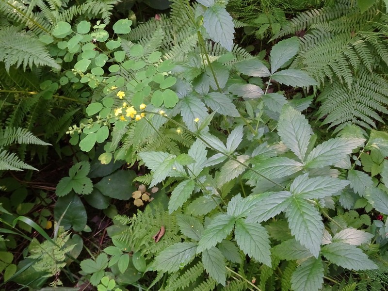 Tall Hairy Agrimony photo 6