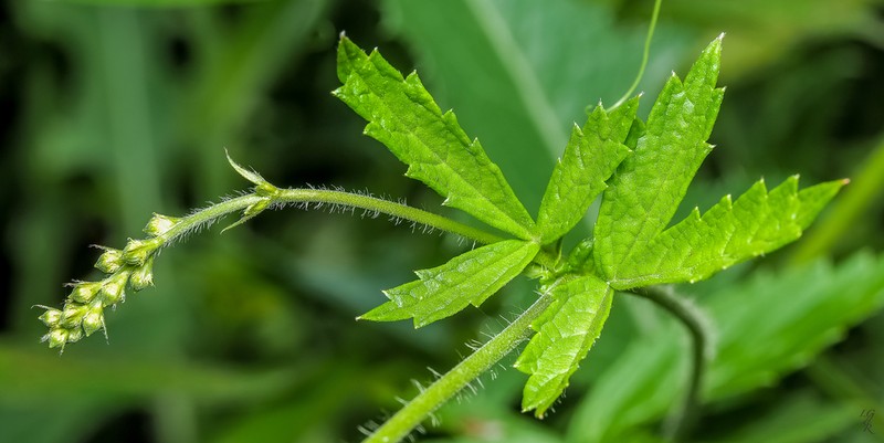 Tall Hairy Agrimony photo 7