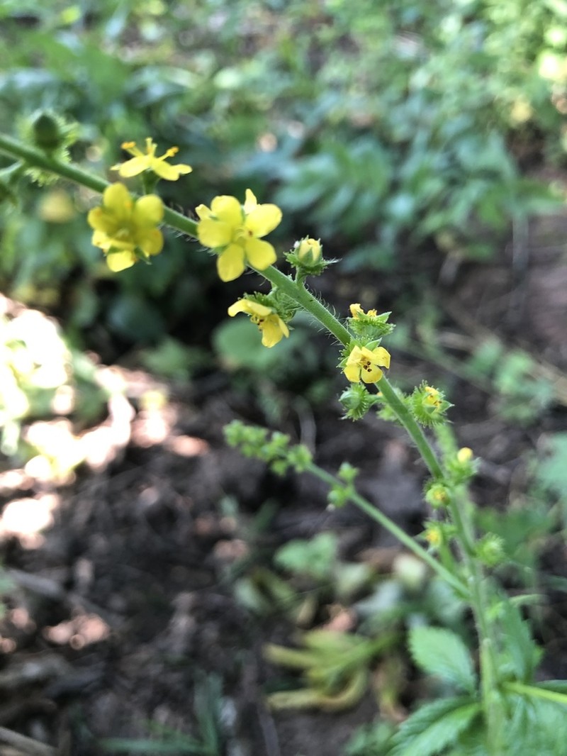 Tall Hairy Agrimony photo 8