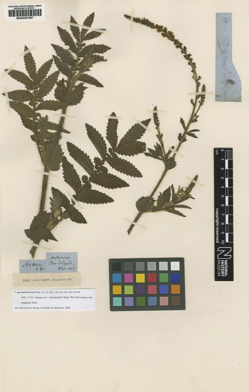 Agrimonia hirsuta photo 2