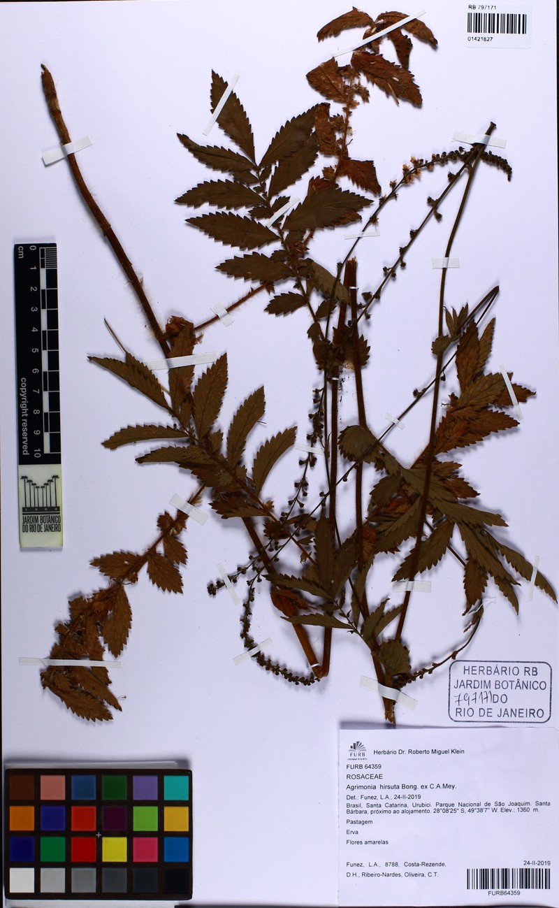Agrimonia hirsuta