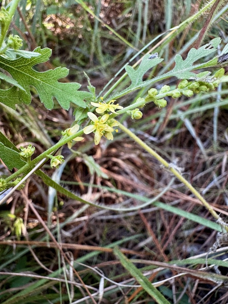 Incised Agrimony