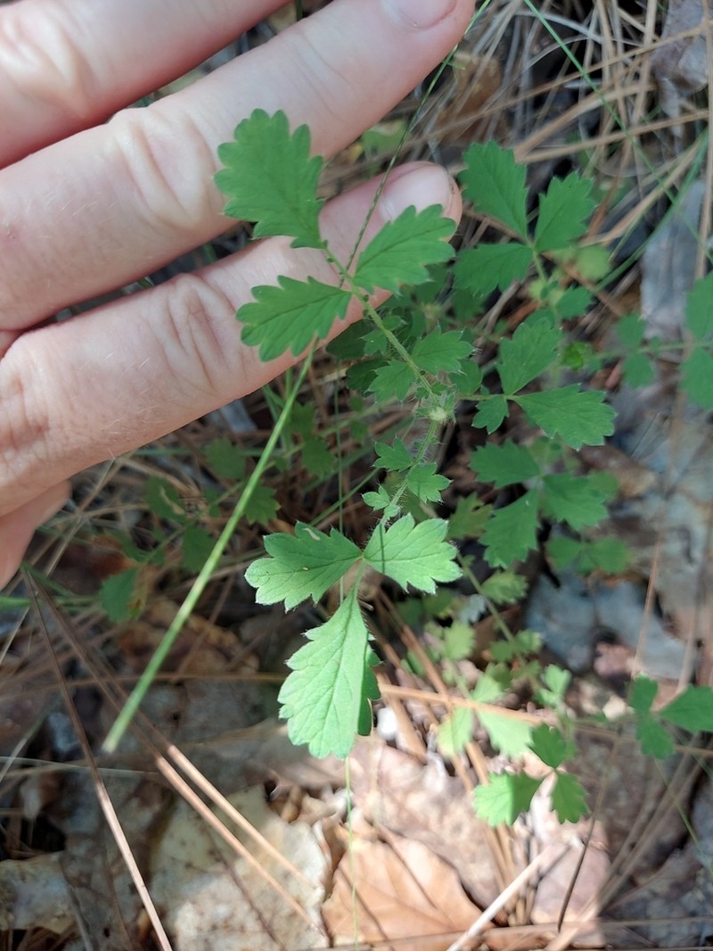 Incised Agrimony photo 2