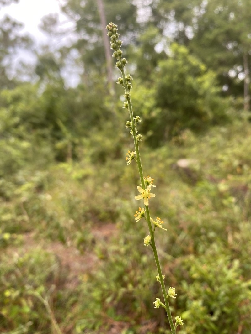 Incised Agrimony photo 3