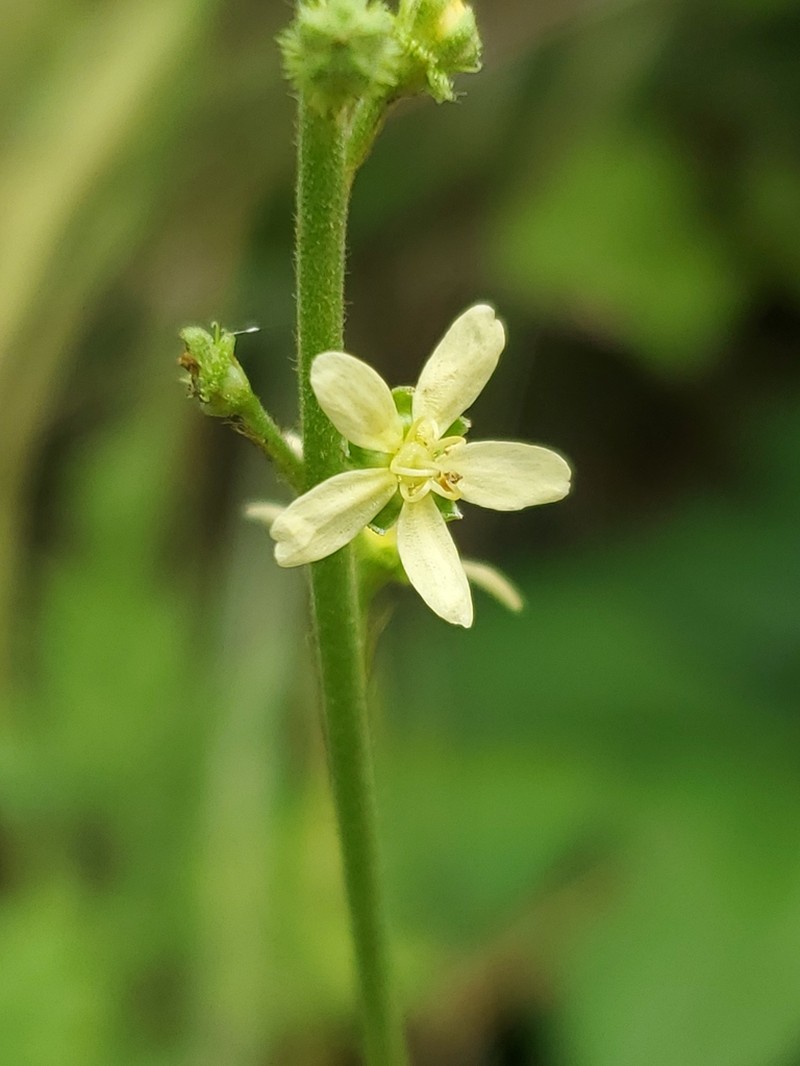 Incised Agrimony photo 4