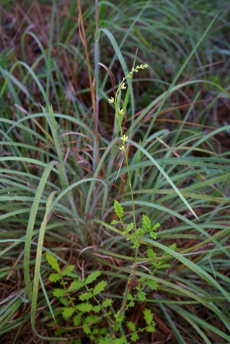 Incised Agrimony photo 5
