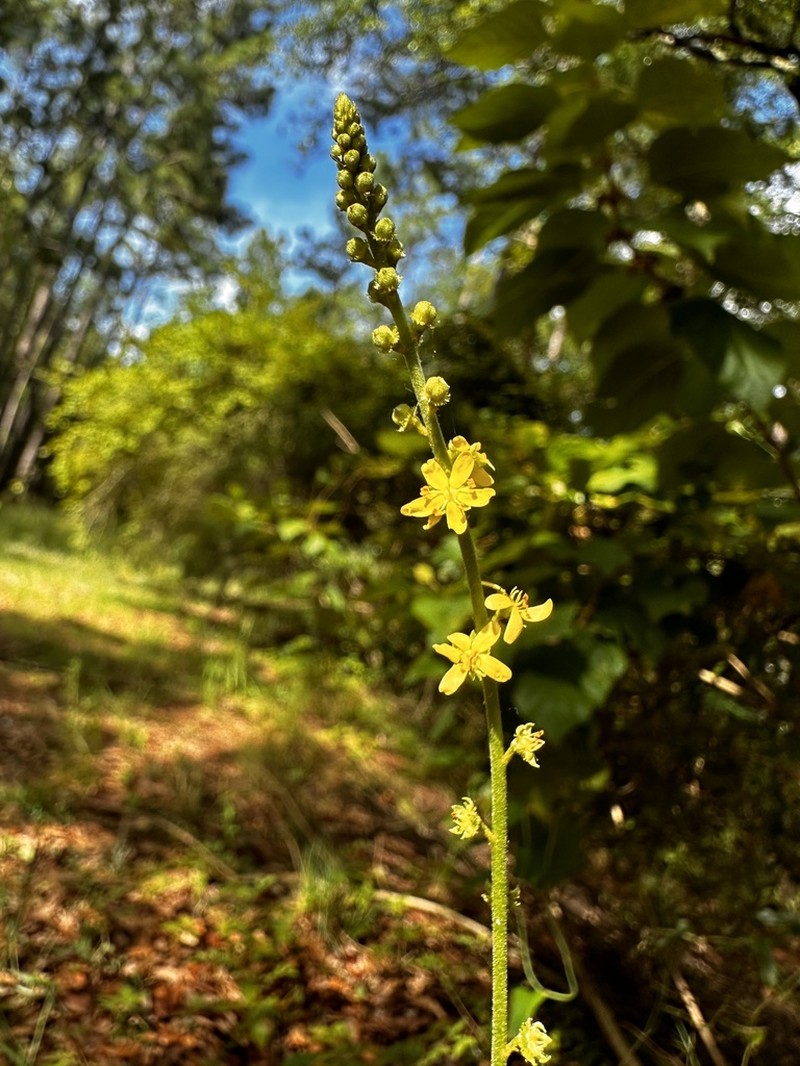 Incised Agrimony photo 6