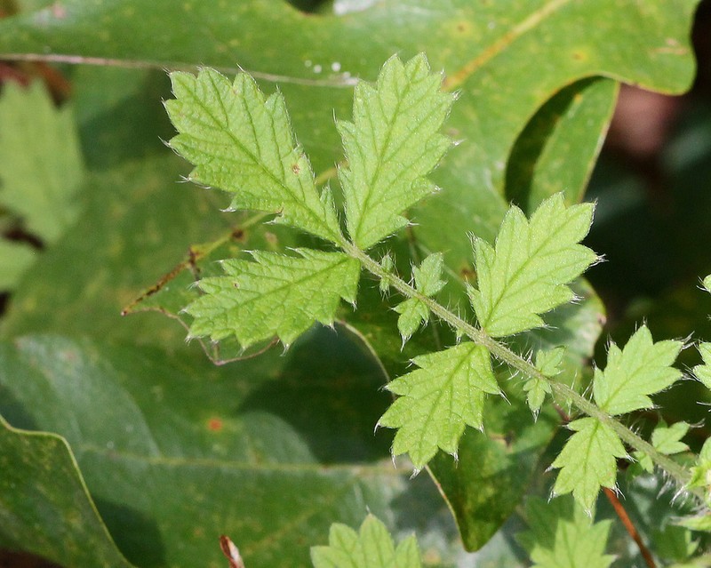 Incised Agrimony photo 7