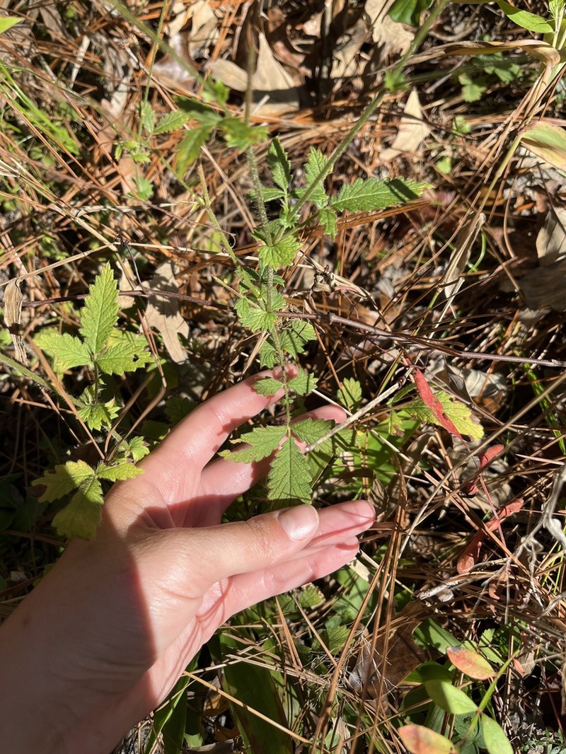 Incised Agrimony photo 8