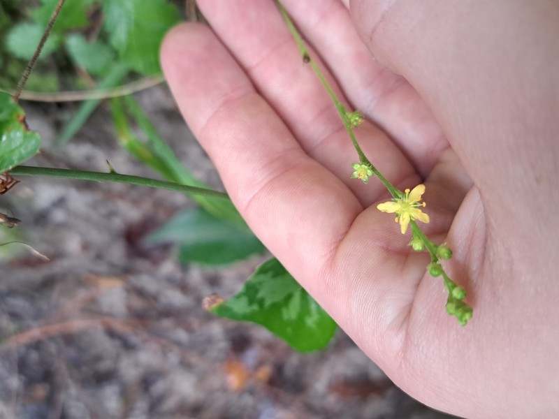 Smallfruit Agrimony