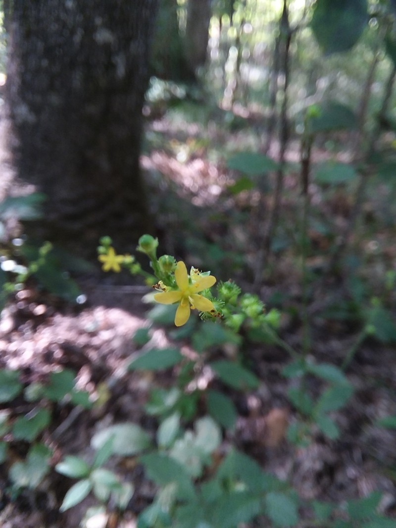 Smallfruit Agrimony photo 2
