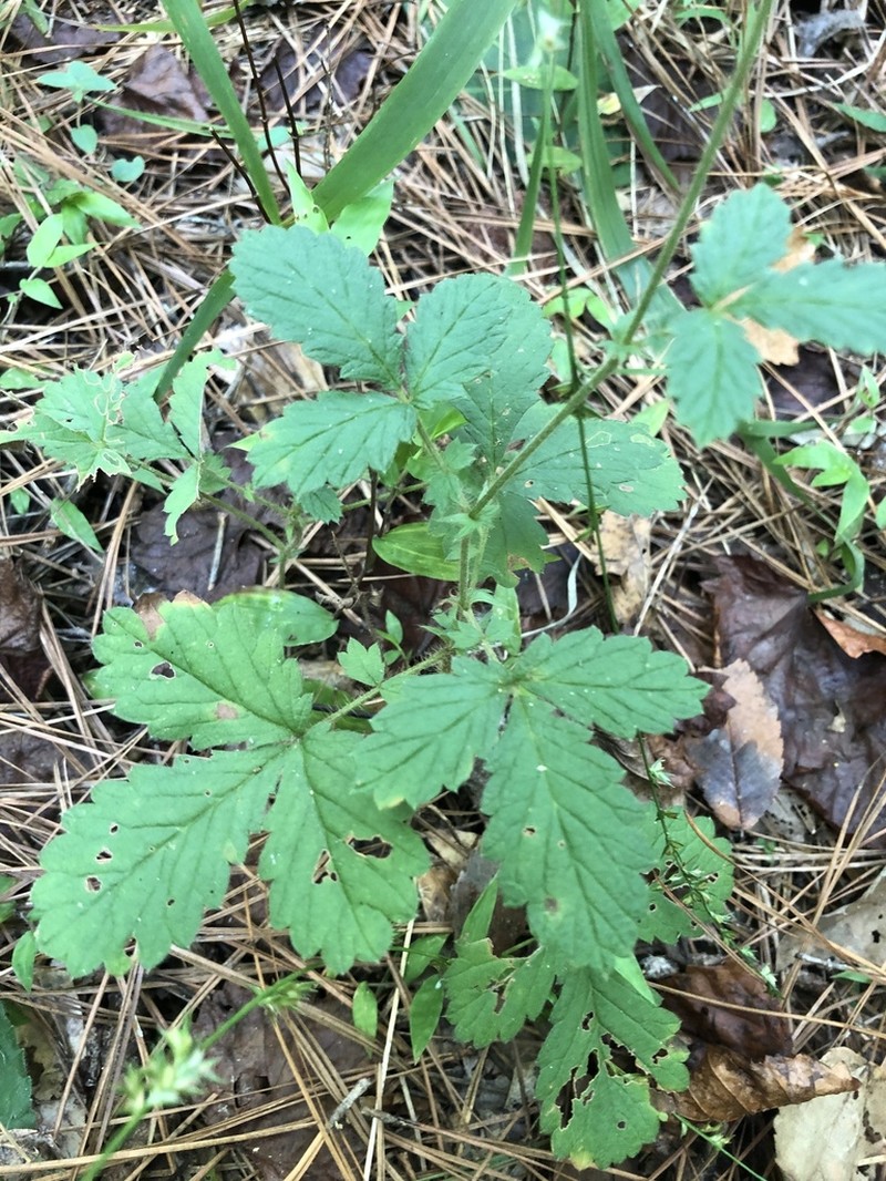 Smallfruit Agrimony photo 3