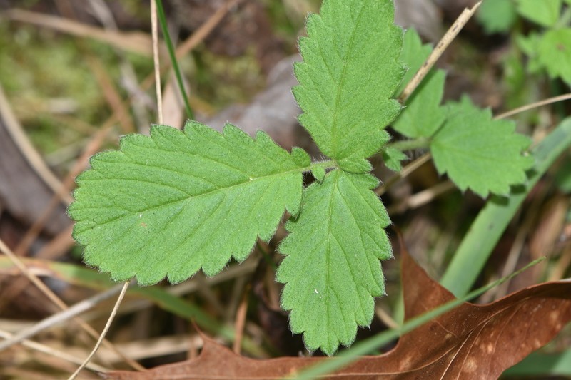 Smallfruit Agrimony photo 4