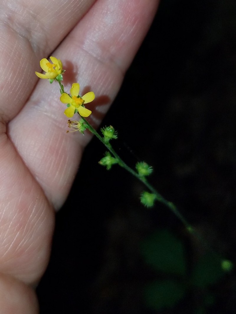 Smallfruit Agrimony photo 5