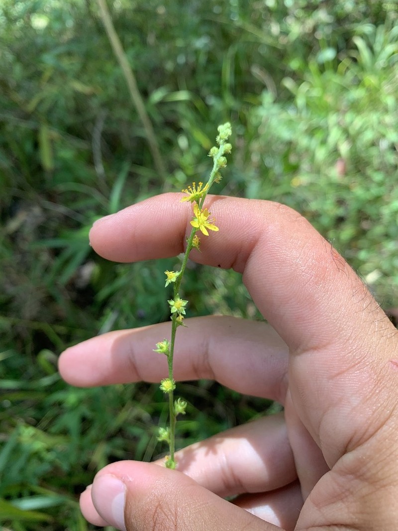 Smallfruit Agrimony photo 6