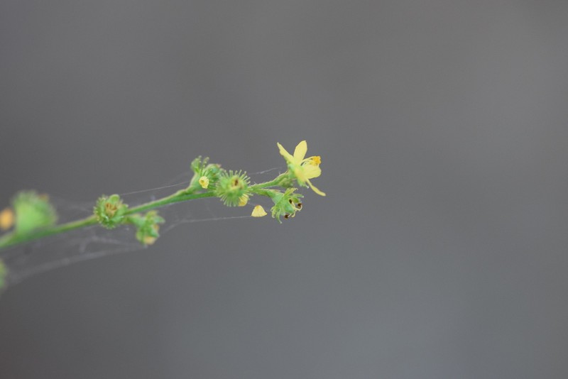 Smallfruit Agrimony photo 7