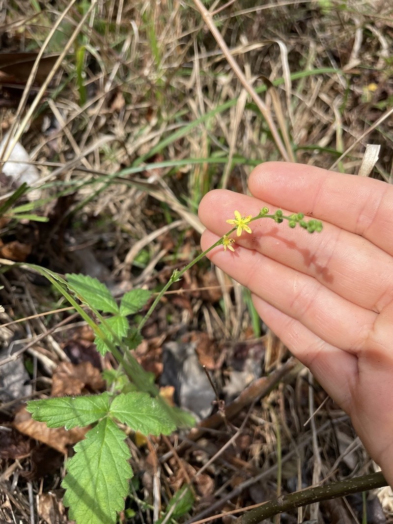 Smallfruit Agrimony photo 8