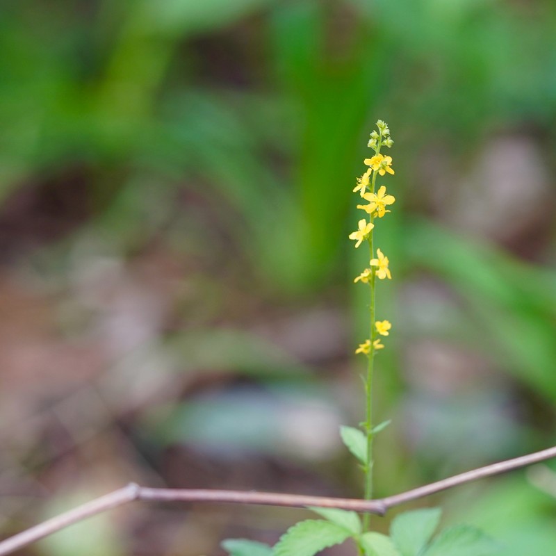 Agrimonia nipponica